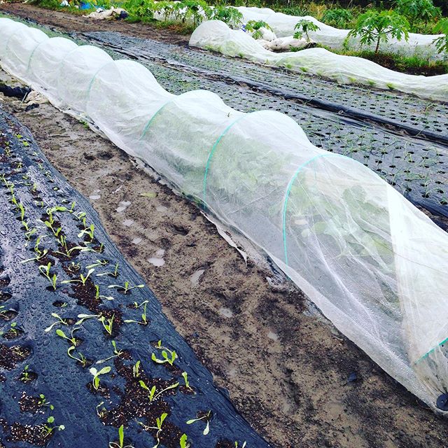 朝から雨が降り、時より激しグリーンなってます。気温18℃の高めで野菜の成長にはもんだ無いですが、やっと乾いですきた畑がまた水の溜まり具合では根腐れの心配がありますので水はけの悪い畑の方は収穫が減るので対策が、大変です！そうなると市場に野菜が少なくなり高騰します。
