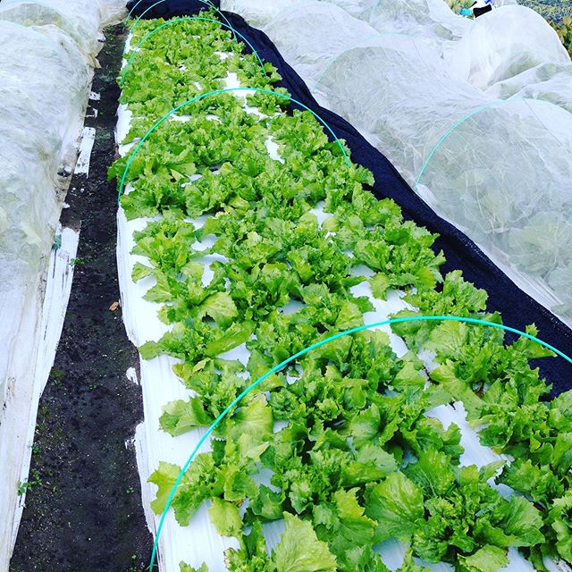 今日も予想気温が20℃です！冬の葉物が大きくなりませんね〜