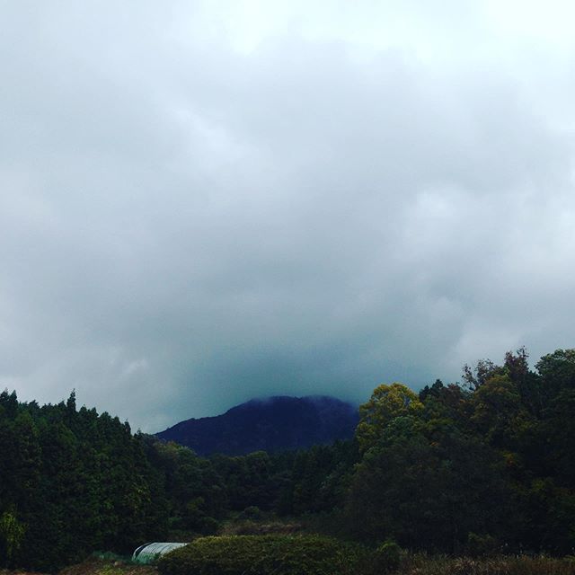 今日は朝は雨でやっと止んでくれました！気温は意外と朝は12℃現在14℃で回復方向て、収穫始めます！