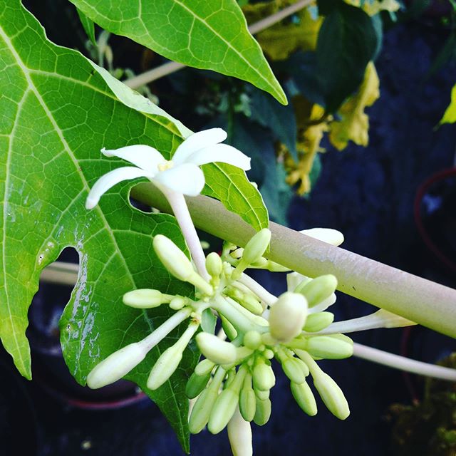 パパイヤの花が咲いては落ちてます！また来年までお休みですね