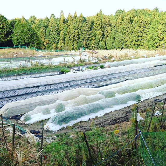 １日中雨で晴れたと思ってもまた雨が降るハッキリしない