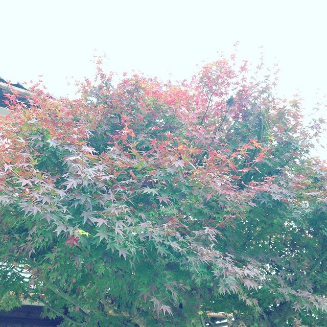 家の紅葉は、少し赤くなってますが、やはり昨年度より遅いですかね