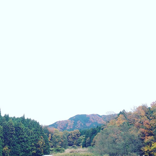気温10℃曇り空で、明日は、雨の予報出ましたね！サラダ白菜や里芋、カボチャ等と色々な真冬前に出てます！