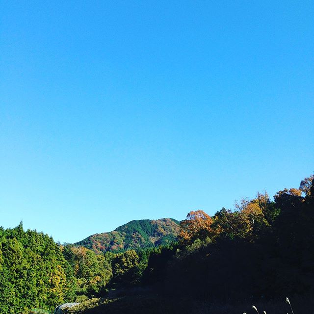 紅葉にぴったりの気温と青空です！