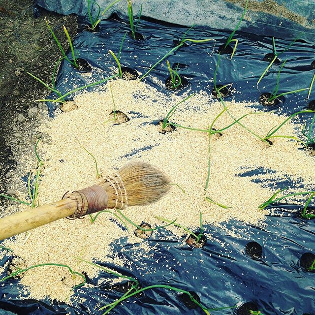 ほうきを使って穴に入れます！後は雨や風に任せると楽です！