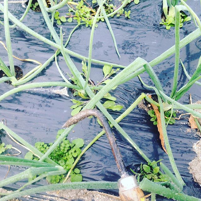 早生の玉ねぎ除草作業です！もみ殻を入れる前に一度やると春まで草は生えてこないのと放置した玉ねぎより大きく美味しい玉ねぎになります！