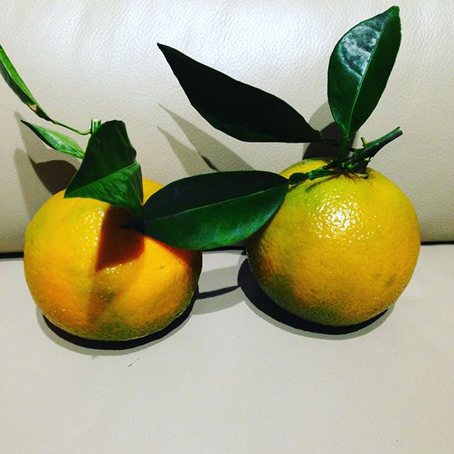 しめ縄の真ん中を豪華に出来る大きさです！