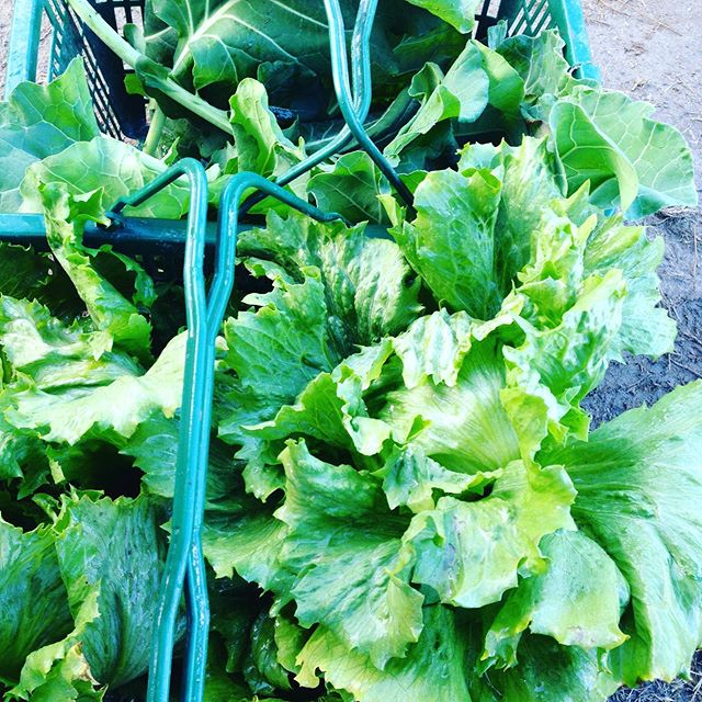 野菜の収穫風景は朝紹介してますませんが、色々な野菜の出荷は続いてます！