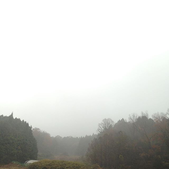 気温13℃曇り昨日は、本降りの雨が明方まで降り11月の気温まで戻りましたが、作物もビックリです！