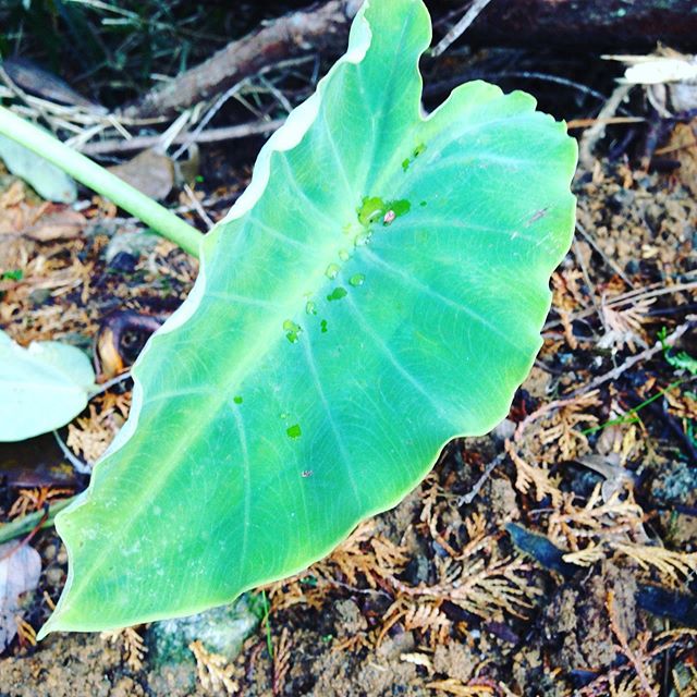 来年掘りの里芋