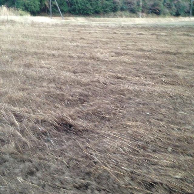 日が少しだけ長くなりましたね〜草が生えて枯れた圃場を耕してます！あと半分