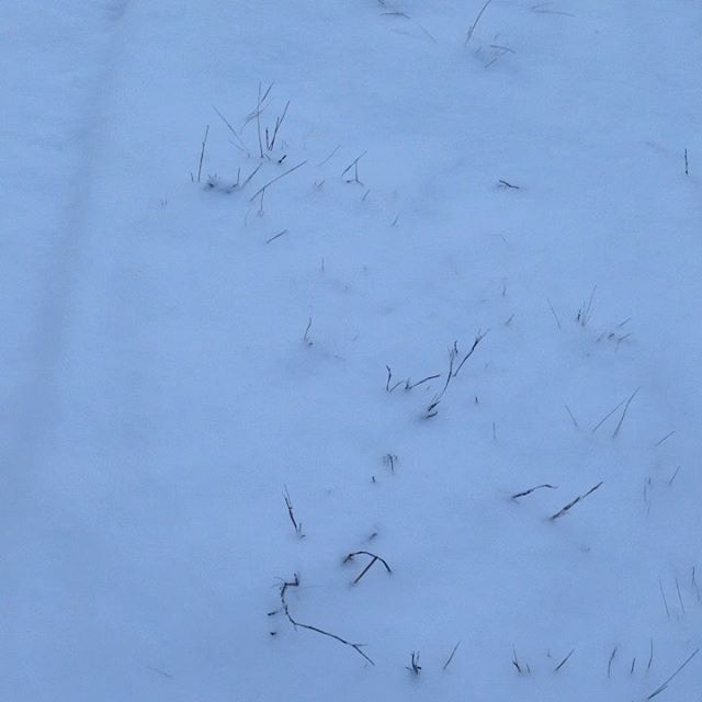 気温3℃雪で、畑は真っ白になりました！昨日積雪対策したので、甘みを増す野菜が、更に甘くなる予想です！雪が溶けるまでハウスで作業！