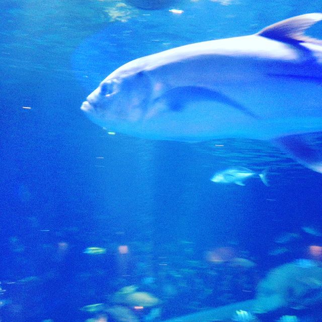 知人が居る鳥羽水族館にきました！色々と話ができました！