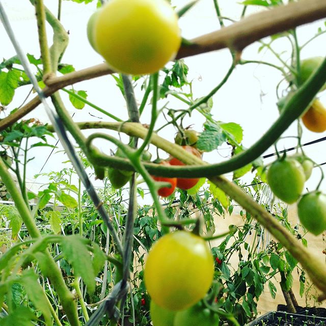 やっと気温が上がりました！今日はいつものアイコ！明日は色々と収穫！