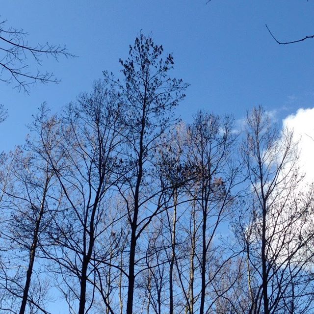 かなり突風が吹いて来ました！点検と対策をしてます！今のところ嵐の前に青い空が見えてます。