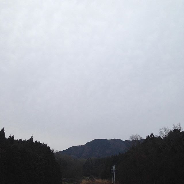 気温6℃風は無く曇りで、畑より低い場所は濃い霧でライトの点灯してます！予報は午後雨マークがついてました！