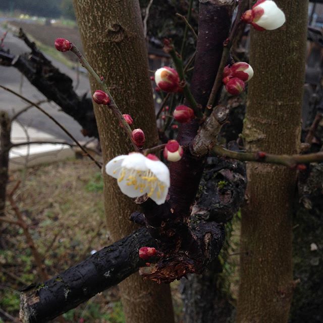 家の梅や桜等はまだまだ満開にはなってません！