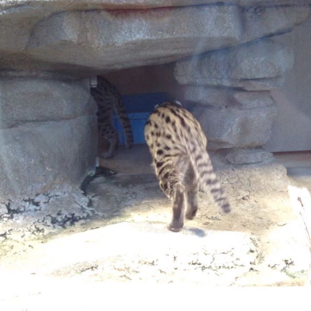 鳥羽水族館は、魚だけで無く色々な動物と触れ合えます！また、新しい魚さんももうすぐ会えますよ！是非観に行って見てはいかがでしょう！さて私は牡蠣の貝殻を粉末にした物を買いに行きます！