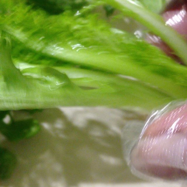 朝一収穫出荷完了で朝ごはんは、わさび菜をたっぷりサンド！わさび菜は肉に合う からしですからぴったり！