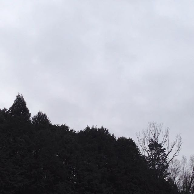 気温8℃西の風木が時より揺れてます。霧がかかって曇り空で昨日の雨で畑は濡れてます。