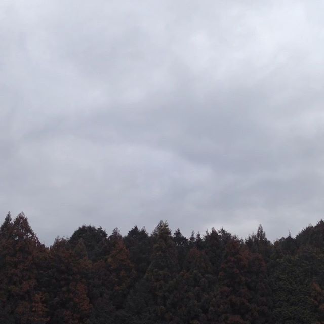 気温4℃風は草が揺れる微風で曇り空です！畑は昨日の雨や雪で湿ってます。収穫可能で出荷します！