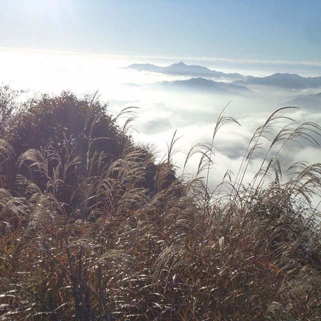 私と犬しか居ない低山の散歩！https://youtu.be/P0jSQOfBuxA#犬散歩 #犬 #散歩 #山 #三重県