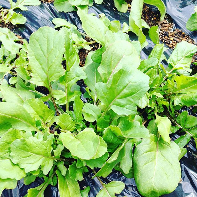 壬生菜が終わって水菜類が収穫を控えます！初夏の野菜や夏野菜に変化していきますね〜お菓子作りは、試作で納得いくまで毎日夜甘い匂いです！年月が経過しましたが、まだお見せするスイーツまで時間下さい。