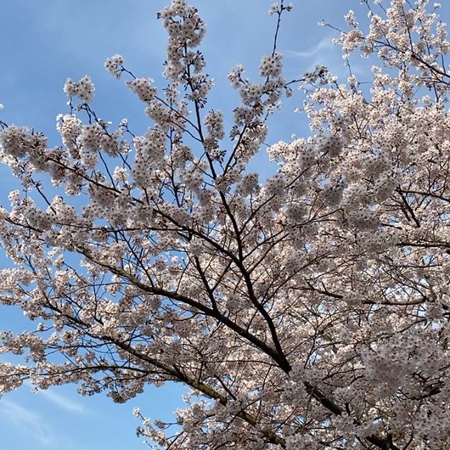 気温2℃まで下がりましたが、晴れて気温が上がってきました！西風で頬に感じる微風です。