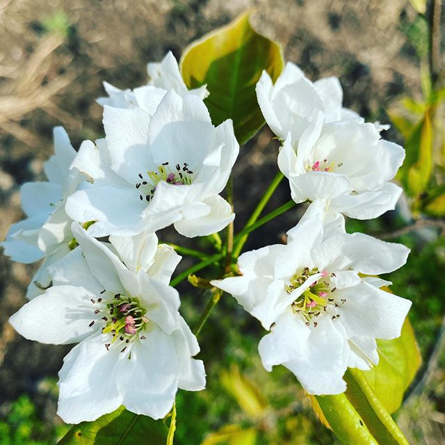 梨　幸水の花