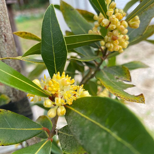 月桂樹の花