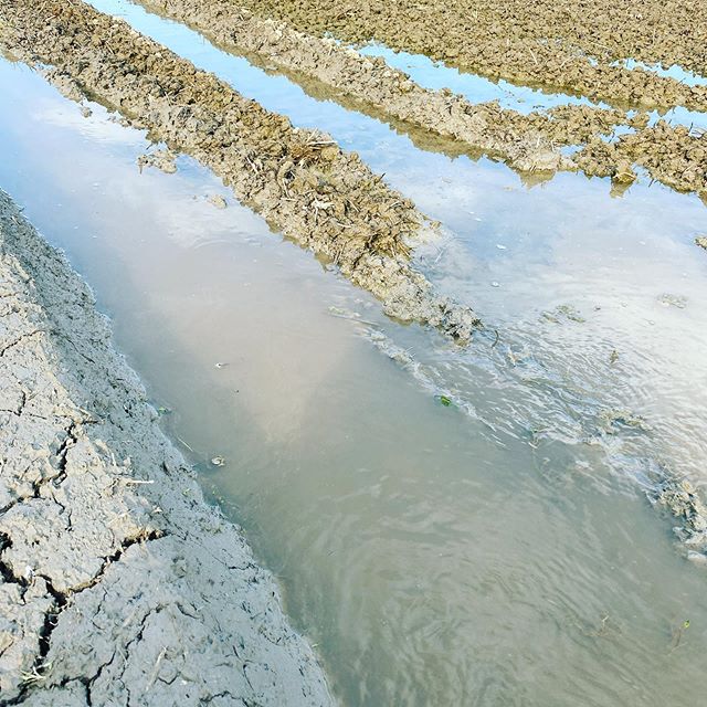 田んぼに水を入れて代掻き5月中に全て終わらせます。