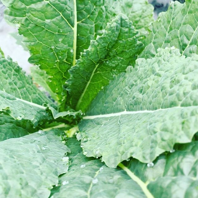 曇り空で、時より霧雨です。今日もお野菜を収穫出荷してます！