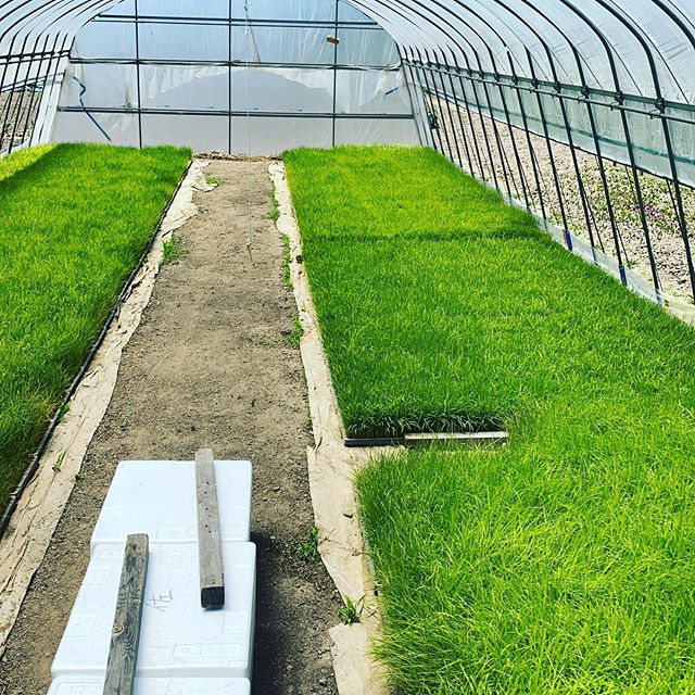明日田植えの準備して、畑も明日、入れ替えするので今からバタバタと夜まで作業