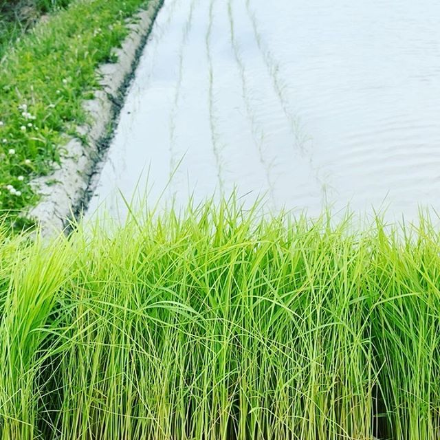 田植えしながらの撮影は難しいので触りだけ