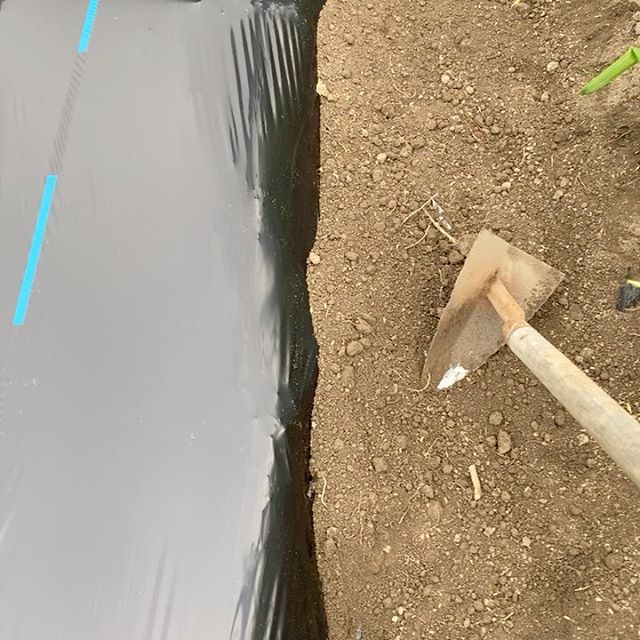 機械が入らない場所は、手動の作業！ベテランさんは、サクサク終わらせます。足でマルチを押さえてバックして入れて行きますが、撮影しながらとか無理だったかも？次回、万が一機械が突然動かなくなった時シリーズで、ストーリーでアップ予定