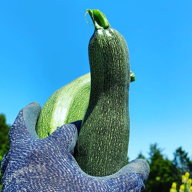 ズッキーニ収穫開始