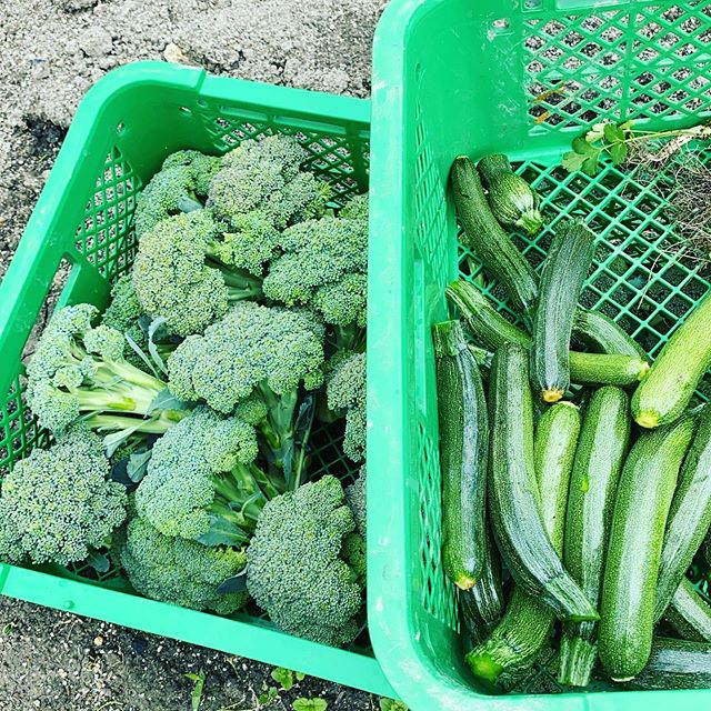 収穫できたら準備して出荷　タケノコは、5月いっぱいで終了予定に決定しました。明日から少なめ