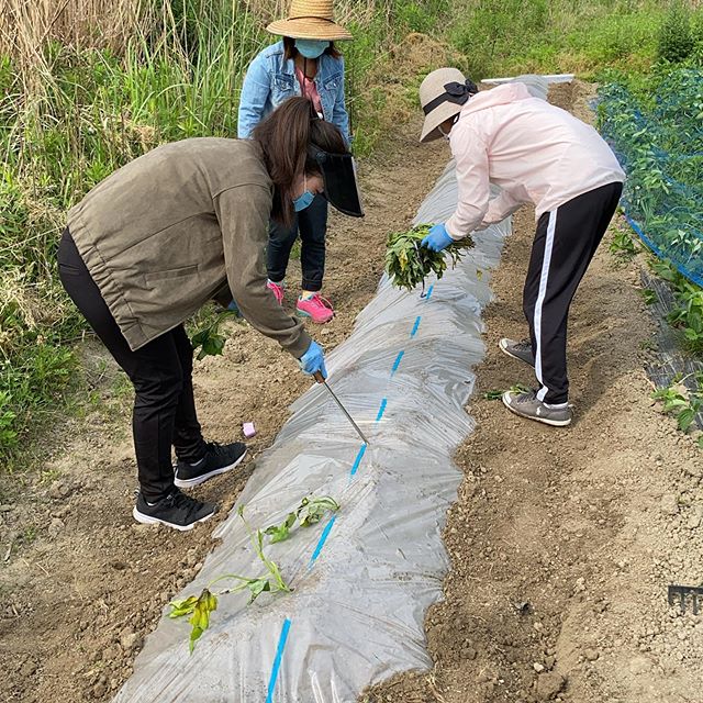 今日の農業女子チームは、新たに2名参加でサツマイモを定植などなど
