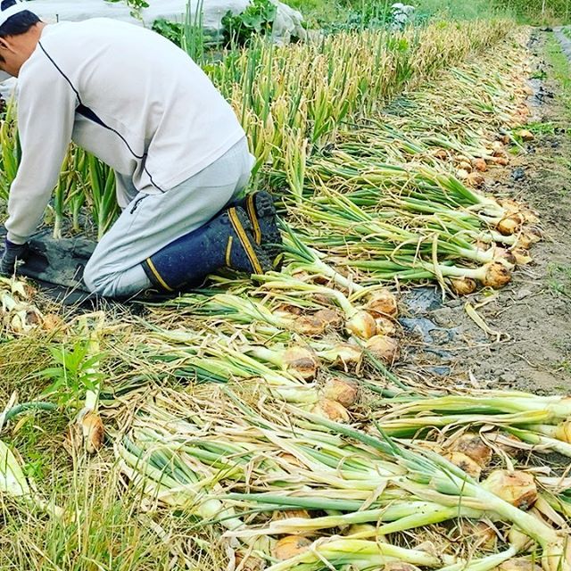 ちょうど玉ねぎらしい丸さと大きさのもみじ玉ねぎになりました！本日中にあと3千ちょっとで収穫完了