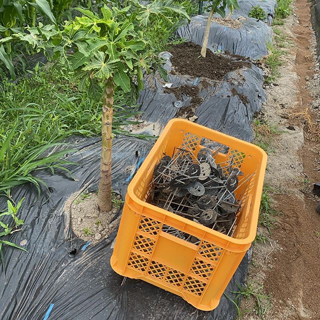本日は昨日に引き続き草、畝間、支柱、追肥作業！収穫出荷はおやすみです。