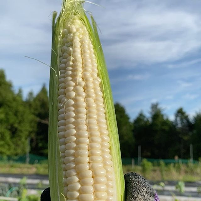 梅雨の中休みで太陽がギラギラで朝から暑くなってます。熱中症にお気をつけてお過ごし下さいね、今日もインゲン、ロメインレタスなどなど収穫してます。