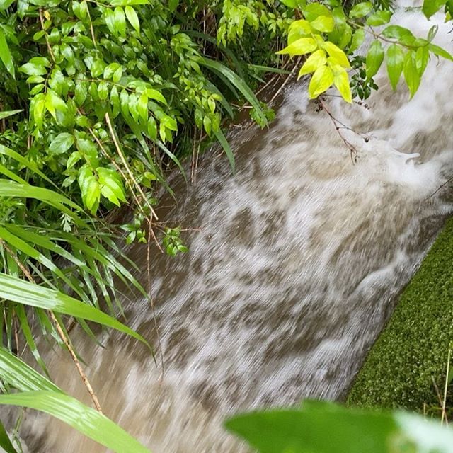 昨日から雨の為に降水量が多く路地野菜は畑に入れません。ここは標高が高いので川から氾濫はありませんが、下流に向かって流れてます。今日もハウス中心で収穫出荷します。