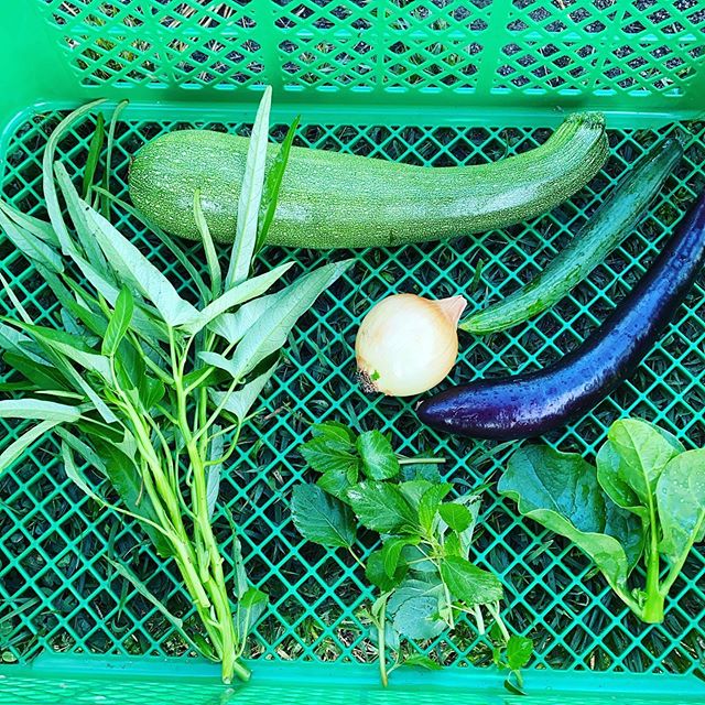 今日も15品目位の野菜を色々と収穫出荷します。朝一23℃の気温は太陽が上り30℃を目指してそうです！朝から暑いです。