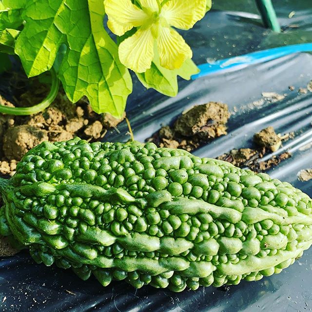 夏に食べたい野菜の1つゴーヤも大きくなり始めました。