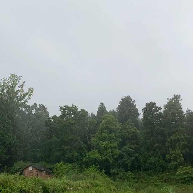 朝一収穫は、本日も雨次第、玉ねぎ本日より開始します。