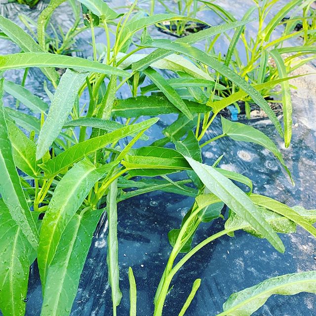 空芯菜の様子です。もう少しで収穫可能サイズです。今日も昨日と同じ様な収穫出荷します！ねぎの収穫は今日が最終で完売になります、ありがとうございました。