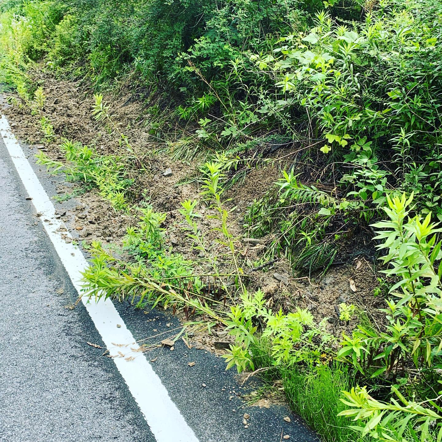 イノシシ災害です。今日は、地域の一斉美化活動で、出荷は遅れます！さて増えるイノシシは、土手を崩壊して水路にダムを作ります。あとは、人間が水害の悲劇になる！頑張って美化します。