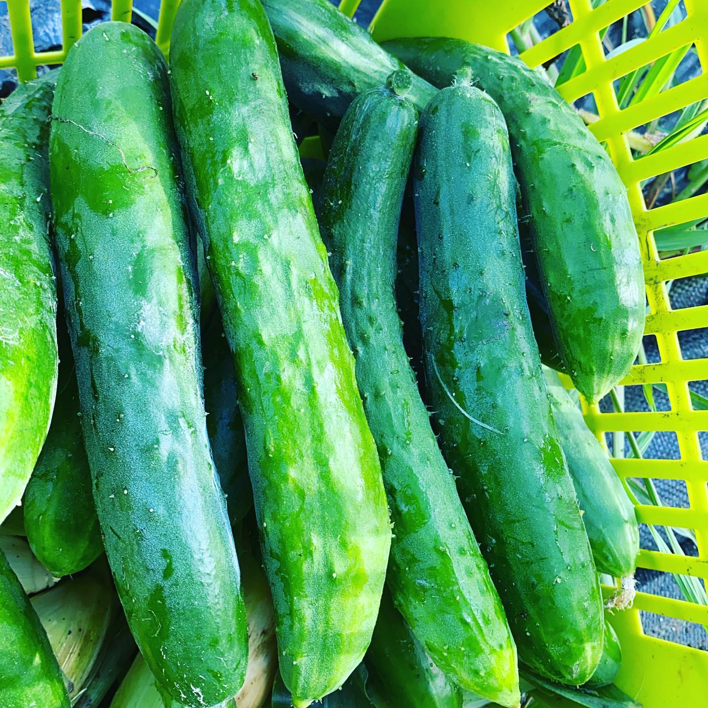 やっと梅雨明けして青空が見えてます。短い夏？長い夏？どっちでしょうか？今日の作業は唐揚げになりそう️熱中症に気をつけ🥵頑張りましょう❣️今日も25品目以上目指して収穫出荷します。さて、きゅうりについて🥒雨にも強いとかタイミングの実践による品種結果は、メンバーページにて公開します。