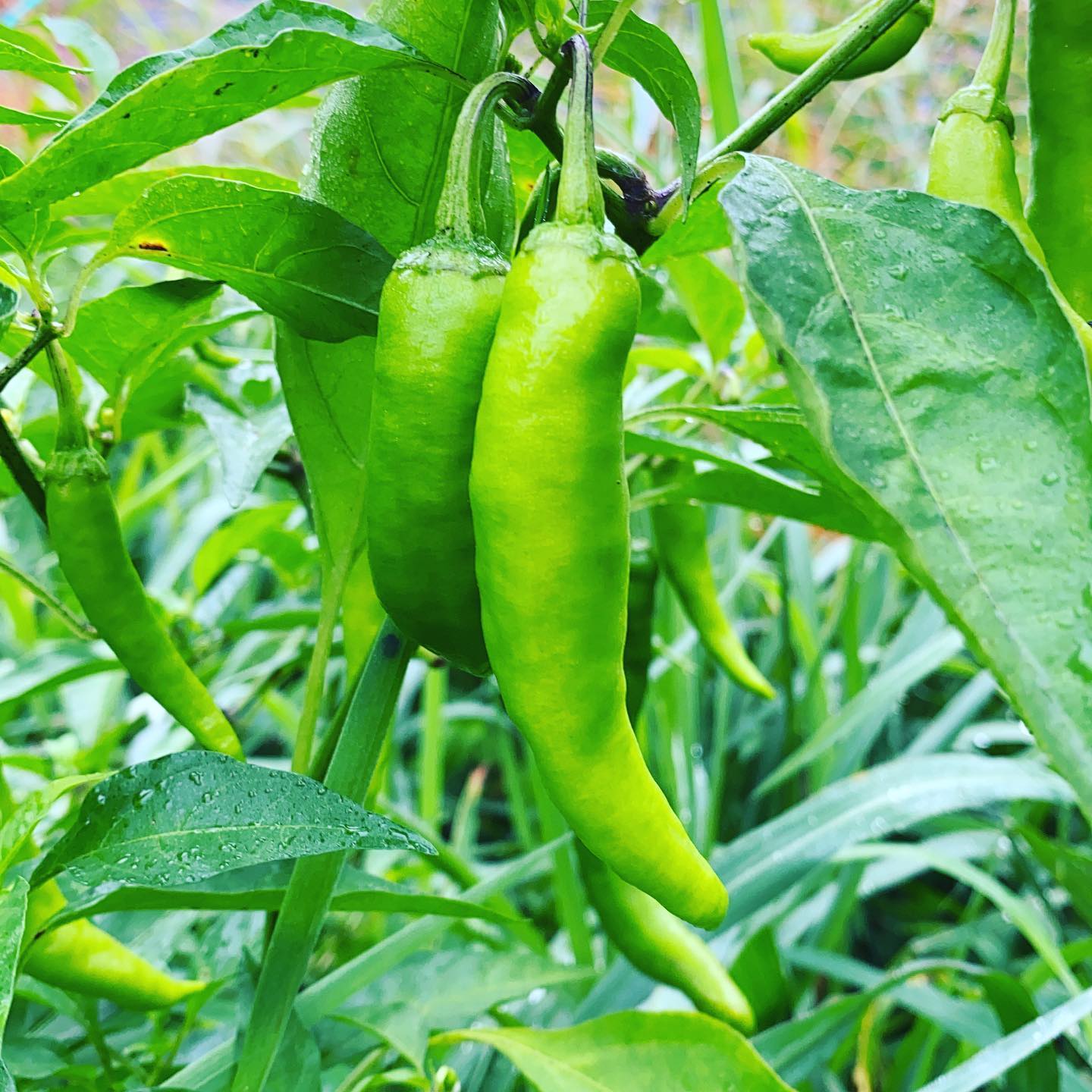 曇りで暑くなく作業しやすい朝一です。日照不足の過剰な降水量による梅雨の影響は、全滅、又は回復方向などなど様々ですが、今日も通常通り収穫出荷します。