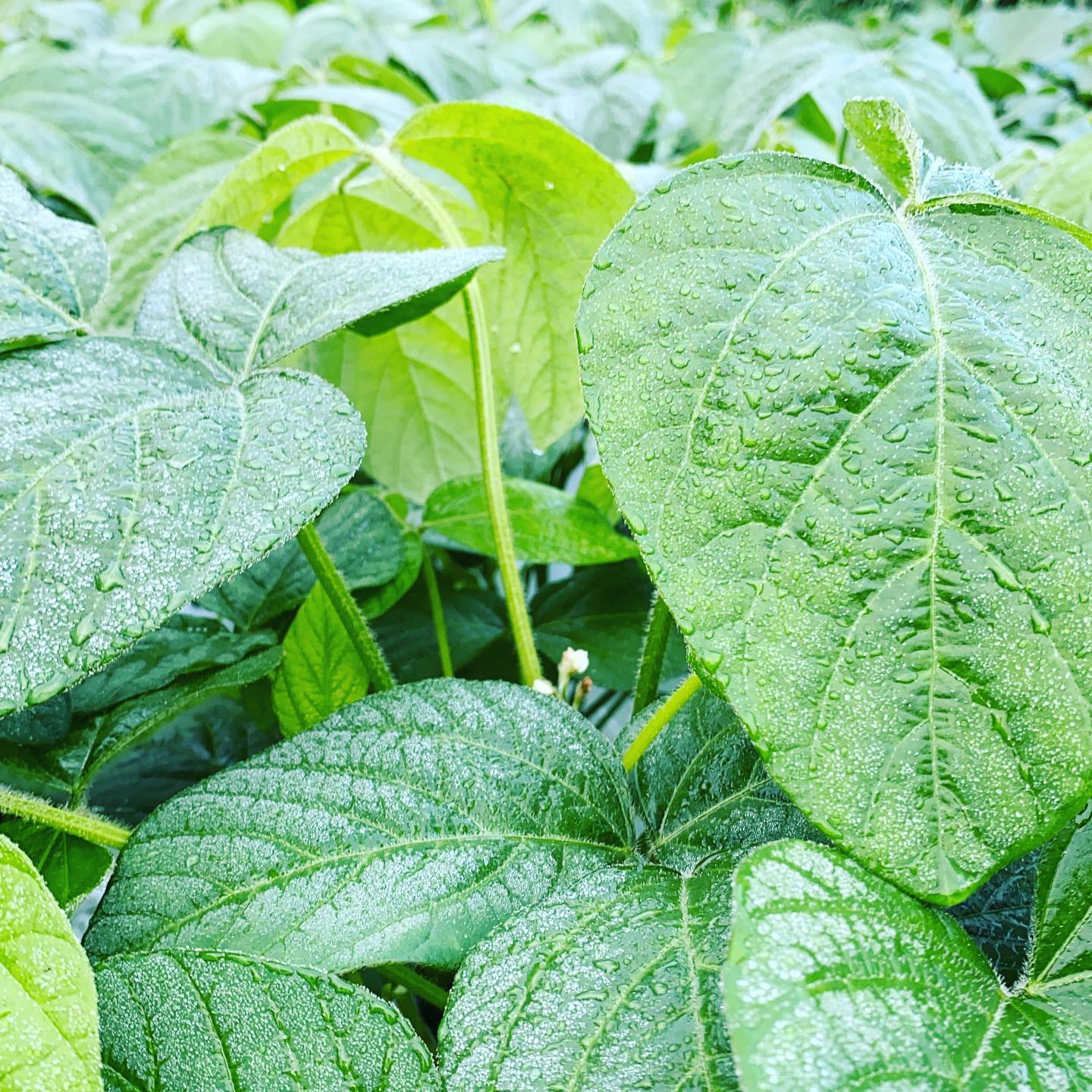 朝から畑は、霧に包まれてます。今日から8月スタート今日も通常通り収穫出荷！　メンバーさん予約のお客さん8〜10時スイカ祭り写真は、黒豆